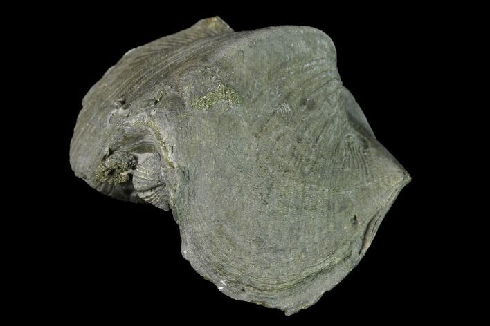 Large, Pyrite Replaced Brachiopod (Paraspirifer) Fossil - Ohio #142129